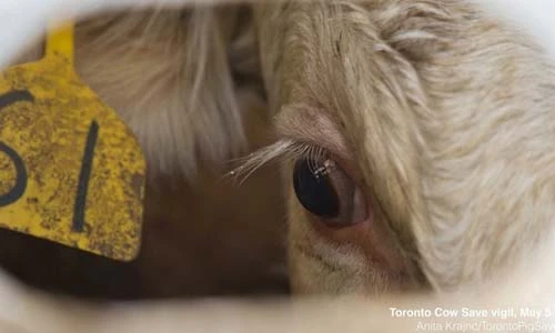 Ám ảnh ánh mắt những con bò trên đường tới lò mổ