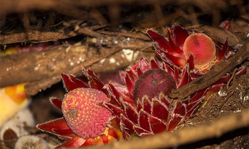 Bất ngờ cây "ma cà rồng" quỷ quái, lẩn trốn trong khắp các khu rừng