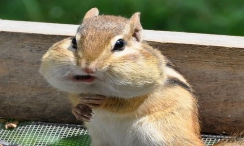 Ảnh loài sóc chuột phùng mang trợn má cực yêu