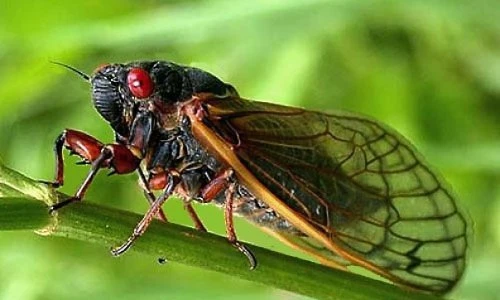 Điểm danh những động vật “to mồm” nhất thế giới