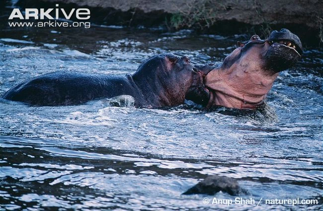 Hà mã hỗn chiến kinh hoàng giành bạn tình 