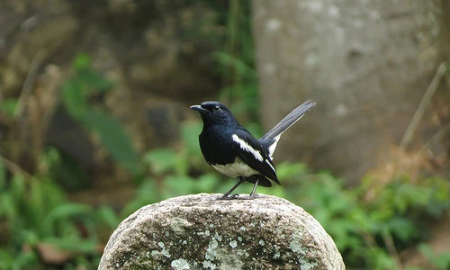 Top sự thật cực thú vị về loài chim ác là