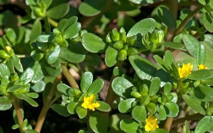 Loại cây mọc đầy vườn bị nhổ bỏ lại là “thần dược” trị mụn