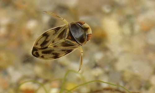 Bất ngờ thú vị về loài bọ nước “to mồm” nhất