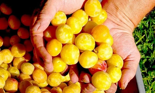 Điều kỳ thú về giống mận vàng, biểu tượng miền Đông nước Pháp