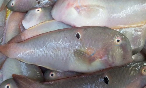 Khám phá về cá mó đặc sản miền Tây