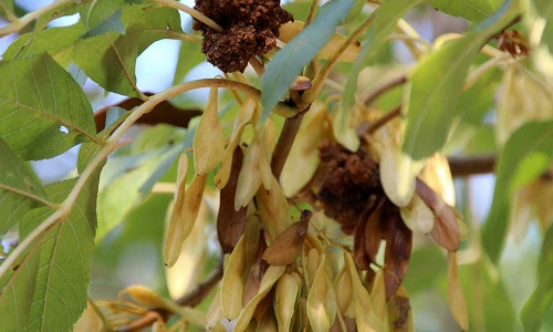 Điều bất ngờ thú vị về cây tần bì ít ai biết