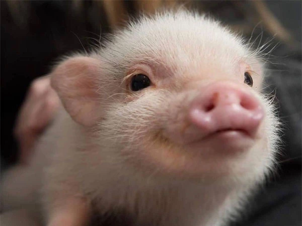 Chú lợn tí hon Hank từng gây sốt mạng xã hội đã qua đời