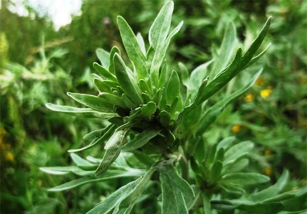 Bài thuốc trị á sừng, viêm da cơ địa khỏi hoàn toàn từ cây ngải dại