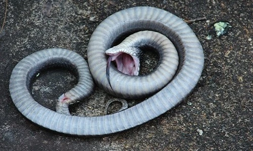 Điểm danh các loài động vật giả chết cực giỏi 