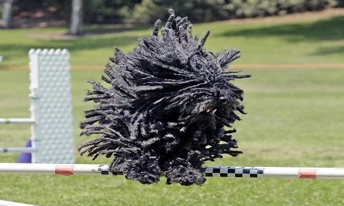 Những “quái vật” điển hình của sai lầm tiến hóa tự nhiên