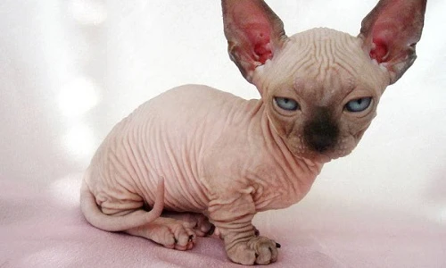 "Khóc thét" 10 giống mèo kì lạ nhất hành tinh