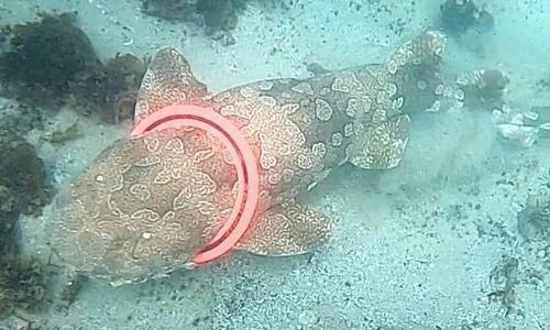 Đang lặn biển, sững người phát hiện cảnh tượng "có một không hai"