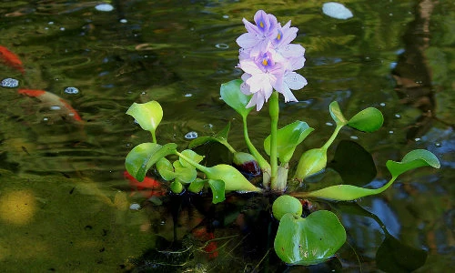 Bèo tây: Đừng lãng phí khi chỉ biết làm rau cho lợn