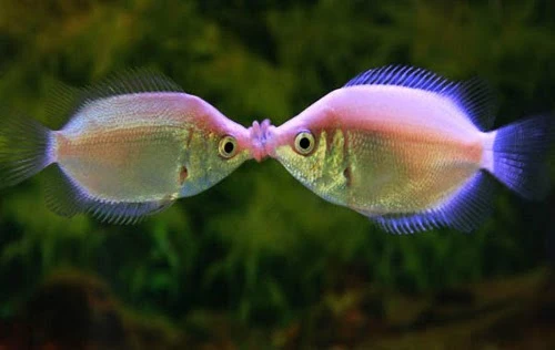 Kỳ lạ loài cá hôn nhau để tranh giành lãnh thổ 