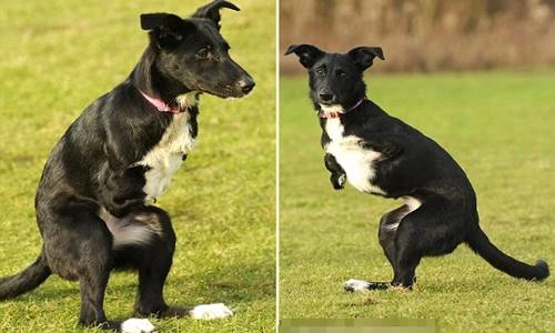 Cô chó đặc biệt luôn nghĩ mình là... kangaroo