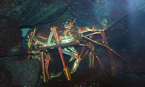 Nể phục những loài biết tận dụng từ trường trái đất