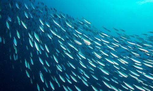 Sự thật giật mình: Cá cũng có thể chết đuối vì điều này!