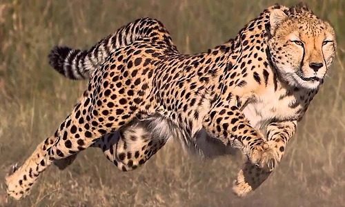 Tiết lộ bất ngờ động vật nhanh nhất hành tinh: Không phải báo Gêpa! 