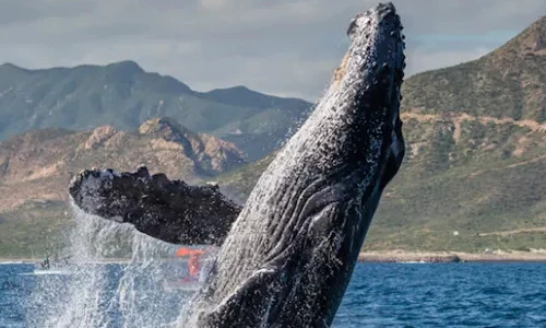 Tròn mắt kinh ngạc khoảnh khắc "xuất thần" ấn tượng của động vật