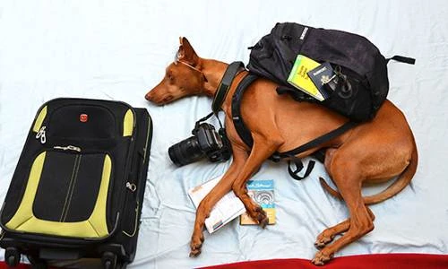 Kỳ thú cuộc phiêu lưu trong mơ của chó cưng