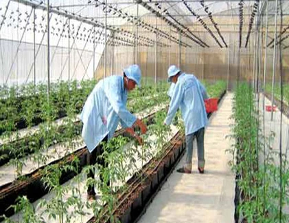 Lý do khiến rau sạch chưa thể hơn hẳn rau thường