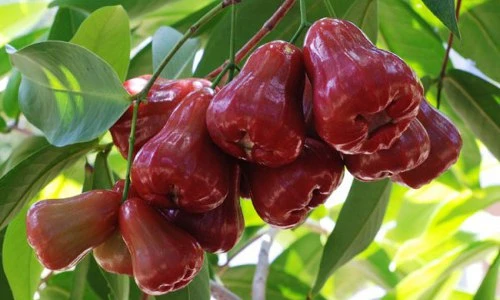 Quả roi và những khám phá gây choáng