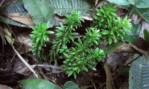 Khám phá về cây thông đất Việt Nam không nên bỏ qua