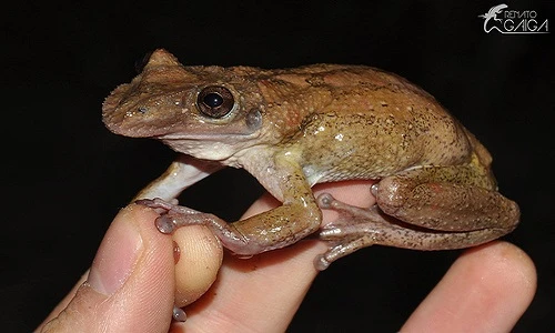 Rợn người với loài ếch có gai độc ngay đỉnh đầu