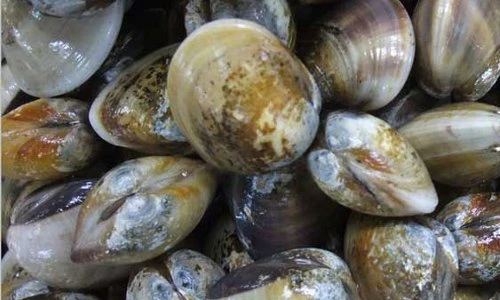 Điều ít người biết về con ngao vạng quen thuộc ở VN