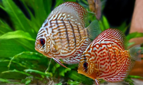 Điều bất ngờ về “ngũ sắc thần tiên” ưa chuộng ở VN