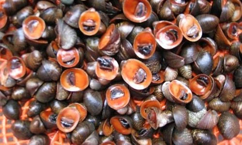 Điều bất ngờ về loài ốc môi đỏ như son ở biển Việt Nam