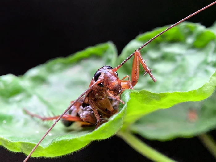 Ai nghĩ iPhone có thể chụp Macro “siêu khủng” thế này
