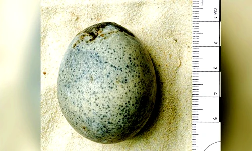 Soi quả trứng La Mã 1.700 tuổi, rùng mình thứ quái quỷ bên trong