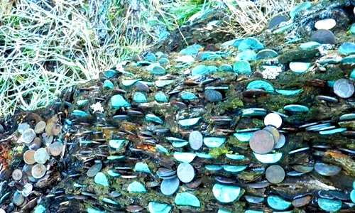 Truyền thống quái dị đóng đồng xu vào thân cây để ước nguyện