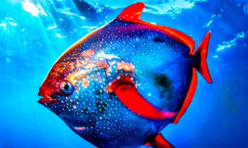 Nếu toàn bộ cá trong đại dương biến mất, chuyện khủng khiếp gì xảy ra? 