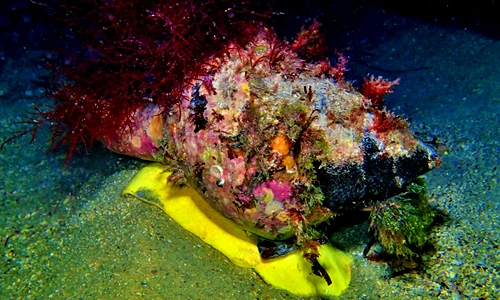 Sự thật ngỡ ngàng về loài ốc sên khổng lồ nhất quả đất 