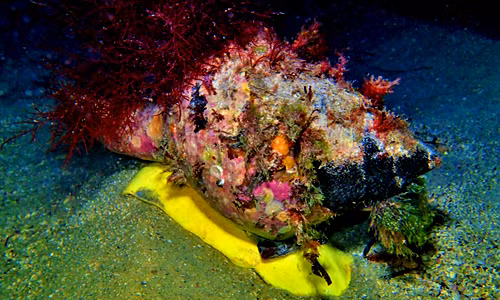 Sự thật ngỡ ngàng về loài ốc sên khổng lồ nhất quả đất