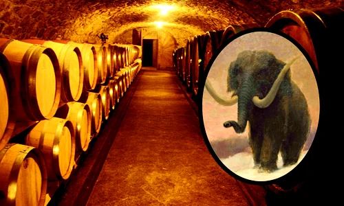 Sửa hầm rượu, choáng nặng thấy xương ma mút 40.000 tuổi chất đống