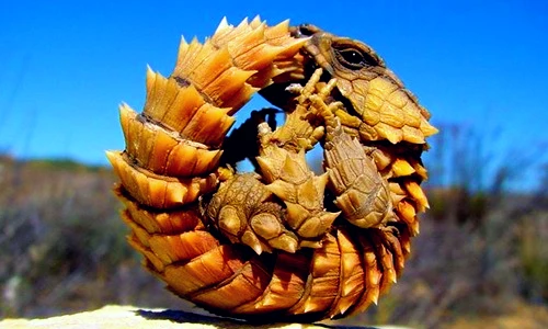 Lộ diện "loài rồng trong truyền thuyết" có thực ngoài đời, nhìn đã mắt