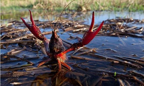 Khám phá về loài tôm “thủy quái” ở Việt Nam