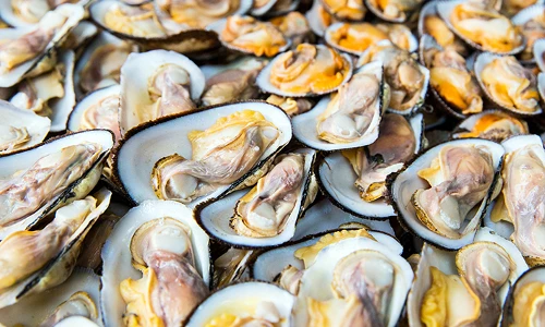 Những điều ít biết về sò méo nổi tiếng của Lăng Cô