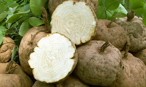 Khám phá thú vị về sâm tố nữ ít ai hay