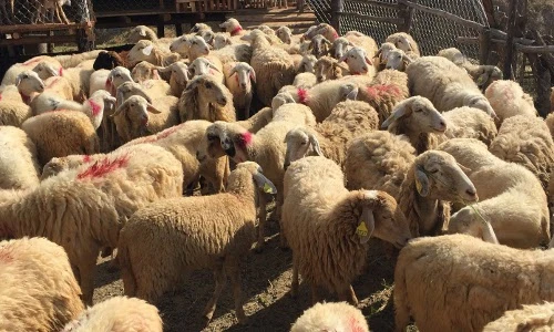 Điều bất ngờ về giống cừu duy nhất ở Việt Nam hiện nay 