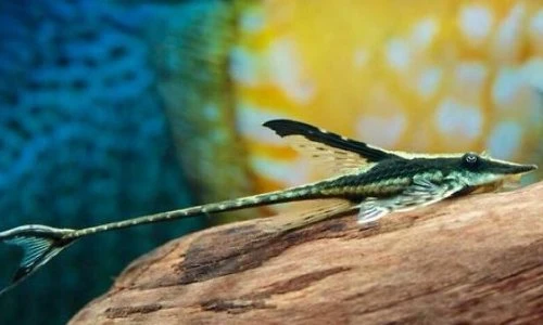 Sự thực kỳ thú về loài cá nhìn như máy bay mini