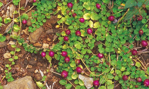 Top rau dại độc lạ, là đặc sản Việt Nam được săn lùng