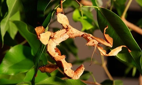 "Chân dung" bọ que xấu xí có thể tự đẻ không cần con đực