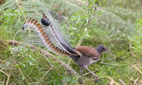 Thú vị loài chim dị hình lưỡng tính mạnh, in trên tiền xu