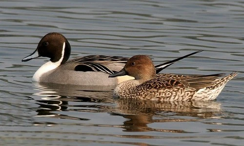 Khám phá về vịt mốc, thủy cầm hiếm, có nhiều ở Việt Nam