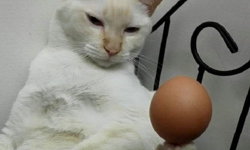 Thán phục chú mèo “cầm” trứng bằng chân